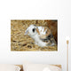 Rabbit Wall Mural