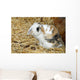 Rabbit Wall Mural