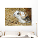 Rabbit Wall Mural