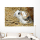 Rabbit Wall Mural