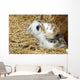 Rabbit Wall Mural