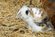 Rabbit Wall Mural