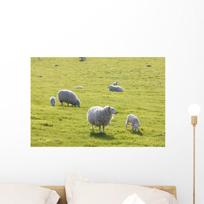 Sheep Wall Mural shown on a wall