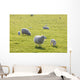 Sheep Wall Mural