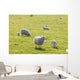 Sheep Wall Mural