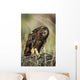A Juvenile Short-Eared Owl Surveys The Scene Wall Mural