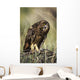 A Juvenile Short-Eared Owl Surveys The Scene Wall Mural