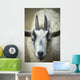 A Friendly Goat Greets Children At Bandon's Petting Zoo Wall Mural