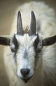 A Friendly Goat Greets Children At Bandon's Petting Zoo Wall Mural