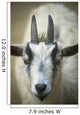 A Friendly Goat Greets Children At Bandon's Petting Zoo Wall Mural