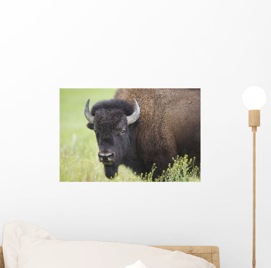 Bison, Grasslands National Park Wall Mural