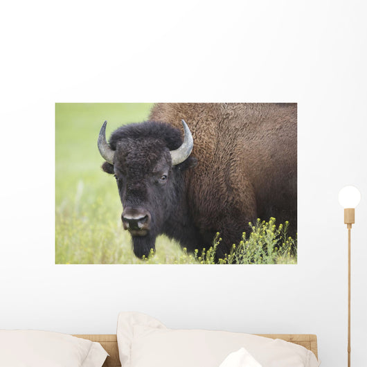 Bison, Grasslands National Park Wall Mural