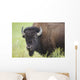 Bison, Grasslands National Park Wall Mural