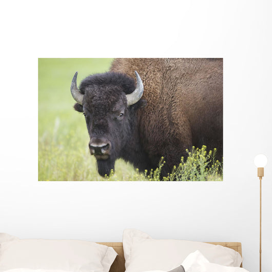 Bison, Grasslands National Park Wall Mural