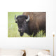 Bison, Grasslands National Park Wall Mural