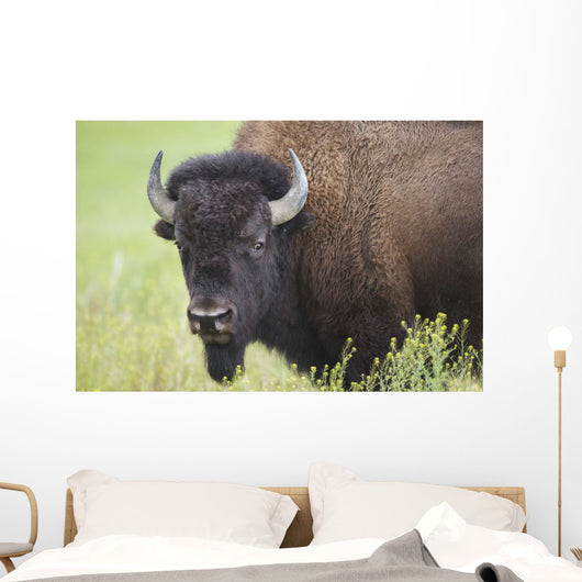 Bison, Grasslands National Park Wall Mural