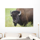 Bison, Grasslands National Park Wall Mural