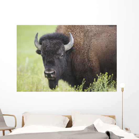 Bison, Grasslands National Park Wall Mural