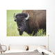 Bison, Grasslands National Park Wall Mural