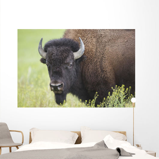 Bison, Grasslands National Park Wall Mural