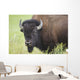 Bison, Grasslands National Park Wall Mural