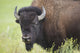 Bison, Grasslands National Park Wall Mural
