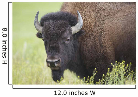 Bison, Grasslands National Park Wall Mural