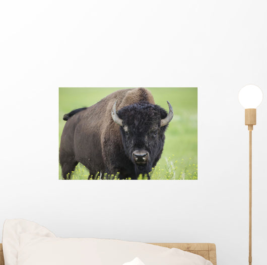 Bison, Grasslands National Park Wall Mural