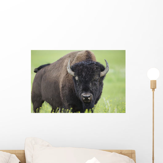 Bison, Grasslands National Park Wall Mural
