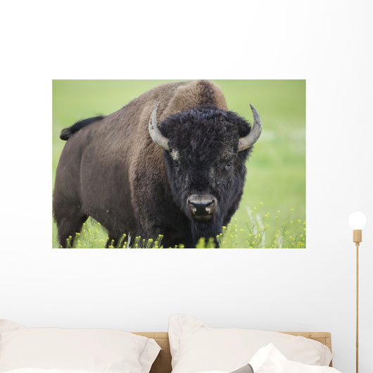 Bison, Grasslands National Park Wall Mural