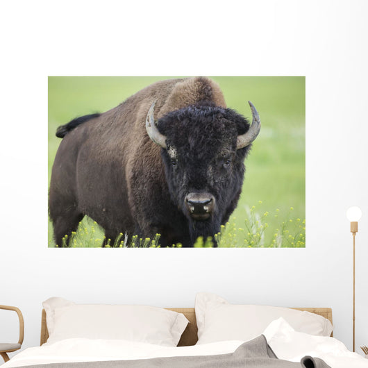 Bison, Grasslands National Park Wall Mural