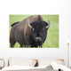 Bison, Grasslands National Park Wall Mural