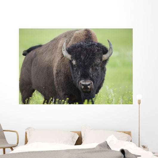 Bison, Grasslands National Park Wall Mural