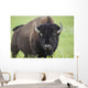 Bison, Grasslands National Park Wall Mural