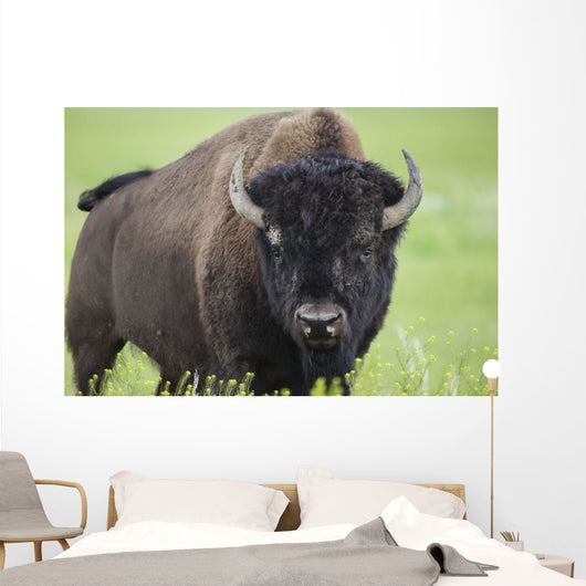 Bison, Grasslands National Park Wall Mural