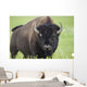 Bison, Grasslands National Park Wall Mural