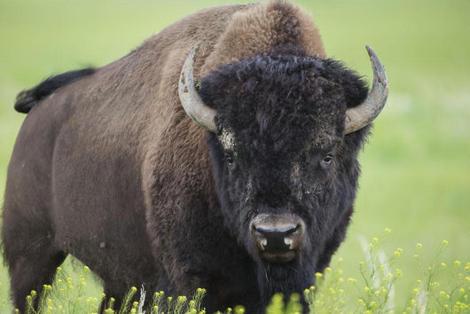 Bison, Grasslands National Park Wall Mural