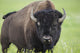 Bison, Grasslands National Park Wall Mural