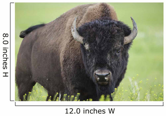 Bison, Grasslands National Park Wall Mural