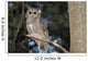 Spotted Wood Owl in an old growth redwood forest Wall Mural