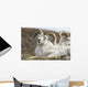 Bighorn Sheep in Denali National Park Wall Mural