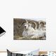 Bighorn Sheep in Denali National Park Wall Mural