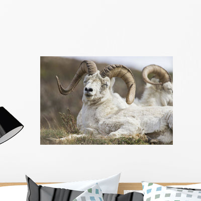 Bighorn Sheep Denali National Wall Mural shown on a wall