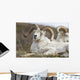 Bighorn Sheep in Denali National Park Wall Mural
