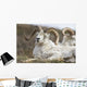 Bighorn Sheep in Denali National Park Wall Mural