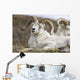 Bighorn Sheep in Denali National Park Wall Mural