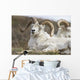 Bighorn Sheep in Denali National Park Wall Mural