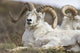 Bighorn Sheep in Denali National Park Wall Mural