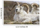 Bighorn Sheep in Denali National Park Wall Mural