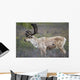 A deer in Denali National Park Wall Mural